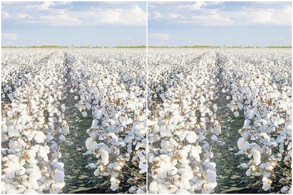 cotton